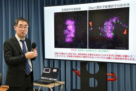 マウス卵子で発見したたんぱく質「ＯＭＣ１」がないと染色体に異常が起きると説明する千葉大大学院医学研究院の石黒啓一郎教授＝２９日午後、東京都千代田区の文部科学省